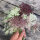 Paarse wilde peen Dara (Daucus carota ssp. carota) zaad