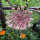 Paarse wilde peen Dara (Daucus carota ssp. carota) zaad