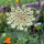 Paarse wilde peen Dara (Daucus carota ssp. carota) zaad