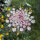 Paarse wilde peen Dara (Daucus carota ssp. carota) zaad