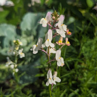 Marokkaanse paddenvlas (Linaria maroccana) zaden