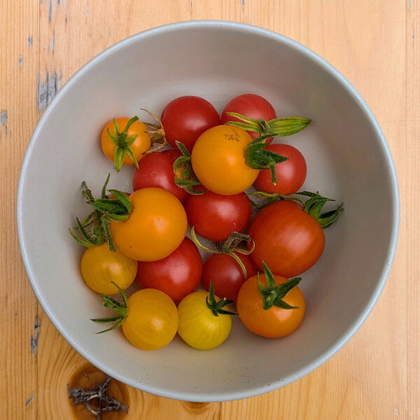 Mix van wilde tomaten (Solanum pimpinellifolium) Zaden
