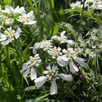Straalscherm / Stralend bloemscherm (Orlaya grandiflora)...
