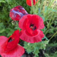 Shirley-zijdepapaver mix (Papaver rhoeas) zaden