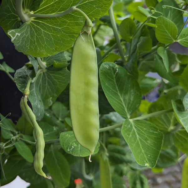 Erwt Corne de Belier (Pisum sativum) zaden