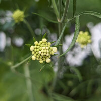 Gele scabiosa / duifkruid / schurftkruid  (Scabiosa ochroleuca) zaden