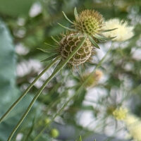 Gele scabiosa / duifkruid / schurftkruid  (Scabiosa ochroleuca)