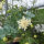 Gele scabiosa / duifkruid / schurftkruid  (Scabiosa ochroleuca)