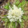 Gele scabiosa / duifkruid / schurftkruid  (Scabiosa ochroleuca)