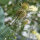 Gele scabiosa / duifkruid / schurftkruid  (Scabiosa ochroleuca)