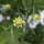 Gele scabiosa / duifkruid / schurftkruid  (Scabiosa ochroleuca)