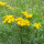 Boerenwormkruid (Tanacetum vulgare) zaad
