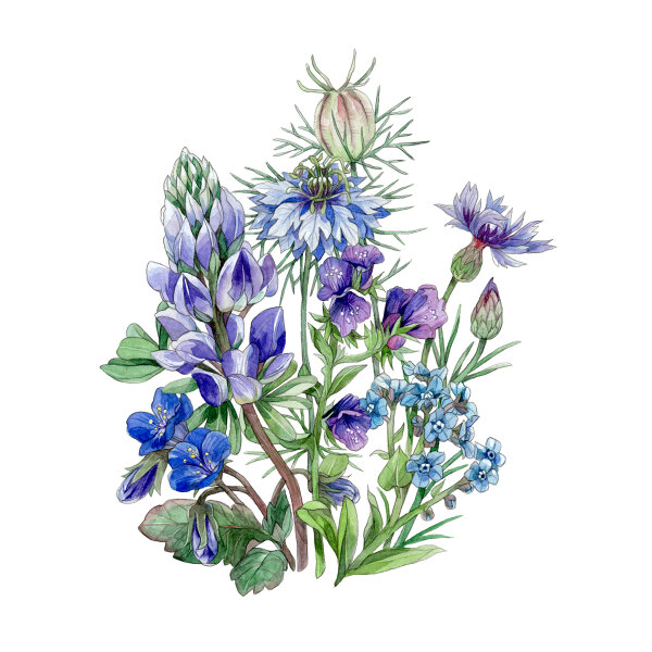 Zomerbloemen in blauw (diverse soorten & variëteiten) zadenmix