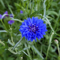 Zomerbloemen in blauw (diverse soorten & variëteiten) zadenmix