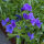 Zomerbloemen in blauw (diverse soorten & variëteiten) zadenmix
