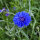 Zomerbloemen in blauw (diverse soorten & variëteiten) zadenmix