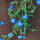 Zomerbloemen in blauw (diverse soorten & variëteiten) zadenmix