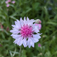 Zomerbloemen in roze (diverse soorten & variëteiten) zadenmix