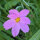Zomerbloemen in roze (diverse soorten & variëteiten) zadenmix
