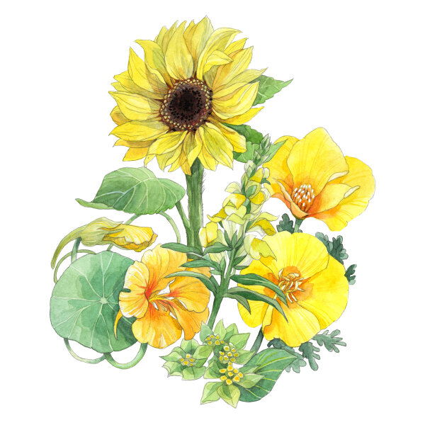 Zomerbloemen in geel (diverse soorten & variëteiten) zaad mix