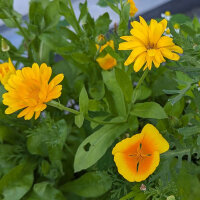 Zomerbloemen in geel (diverse soorten & variëteiten) zaad mix