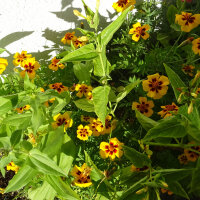 Zomerbloemen in geel (diverse soorten & variëteiten) zaad mix