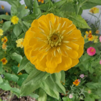 Zomerbloemen in geel (diverse soorten & variëteiten) zaad mix