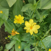 Zomerbloemen in geel (diverse soorten & variëteiten) zaad mix