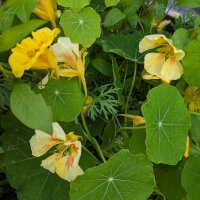 Zomerbloemen in geel (diverse soorten & variëteiten) zaad mix