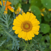 Zomerbloemen in geel (diverse soorten & variëteiten) zaad mix