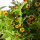 Zomerbloemen in geel (diverse soorten & variëteiten) zaad mix