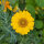 Zomerbloemen in geel (diverse soorten & variëteiten) zaad mix