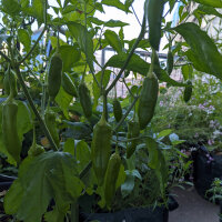 Chilipeper Aji Delight (Capsicum baccatum) bio-zaad