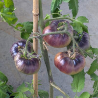 Vleestomaat Siberian Tiger (Solanum lycopersicum) zaden