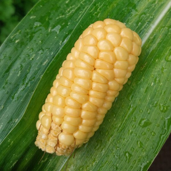 Suikermaïs Yucon Chief (Zea mays) biologische zaad