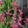 Paarse kuifsalie (Salvia viridis) zaad