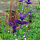 Paarse kuifsalie (Salvia viridis) zaad