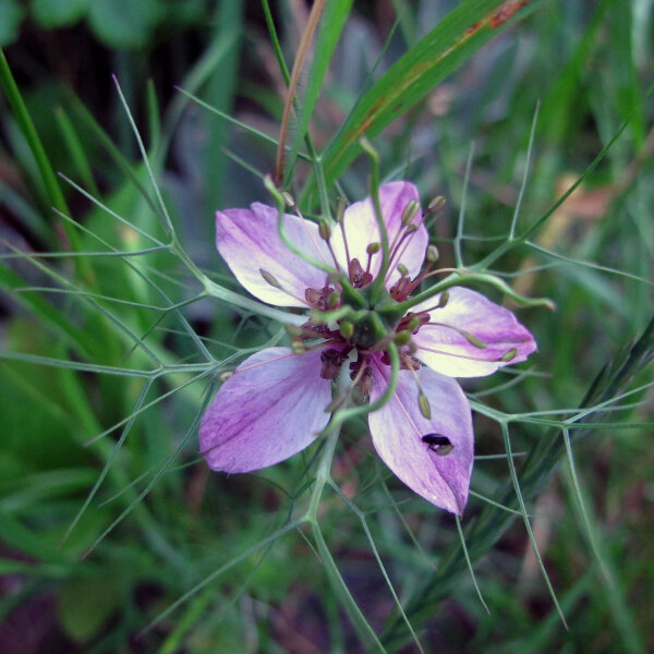 Roze Juffertje-in-’t-groen Persian Rose (Nigella damascena) zaden