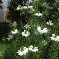 Witte Juffertje-in-’t-groen Miss Jekyll White...