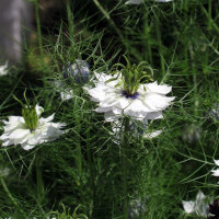 Witte Juffertje-in-’t-groen Miss Jekyll White (Nigella damascena) zaden