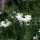 Witte Juffertje-in-’t-groen Miss Jekyll White (Nigella damascena) zaden