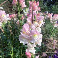 Leeuwenbek Appleblossom  (Antirrhinum majus) zaden