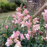 Leeuwenbek Appleblossom  (Antirrhinum majus) zaden