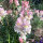 Leeuwenbek Appleblossom  (Antirrhinum majus) zaden