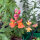 Leeuwenbek Orange Wonder (Antirrhinum majus) zaden