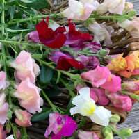 Leeuwenbek Ruby (Antirrhinum majus) zaden