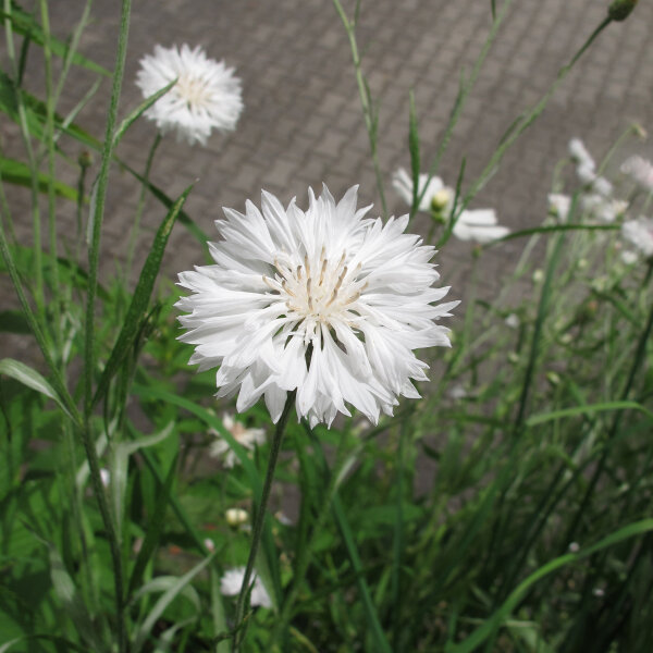 Korenbloem / Cyanne White Ball  (Centaurea cyanus) zaden