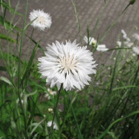 Korenbloem / Cyanne White Ball  (Centaurea cyanus) zaden