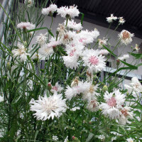 Korenbloem / Cyanne White Ball  (Centaurea cyanus) zaden
