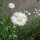 Korenbloem / Cyanne White Ball  (Centaurea cyanus) zaden